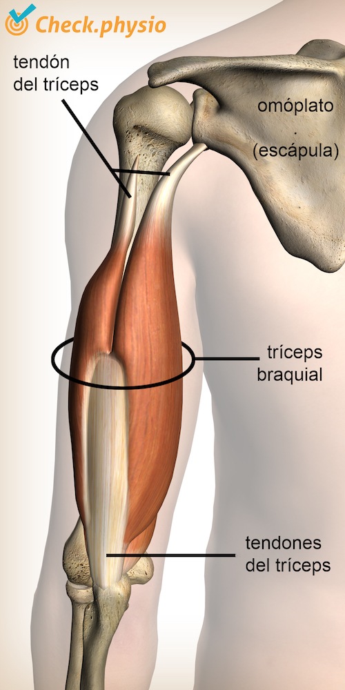 brazo músculo tríceps tendón omóplato escápula codo