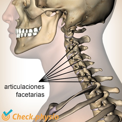 cuello articulaciones facetarias vista lateral
